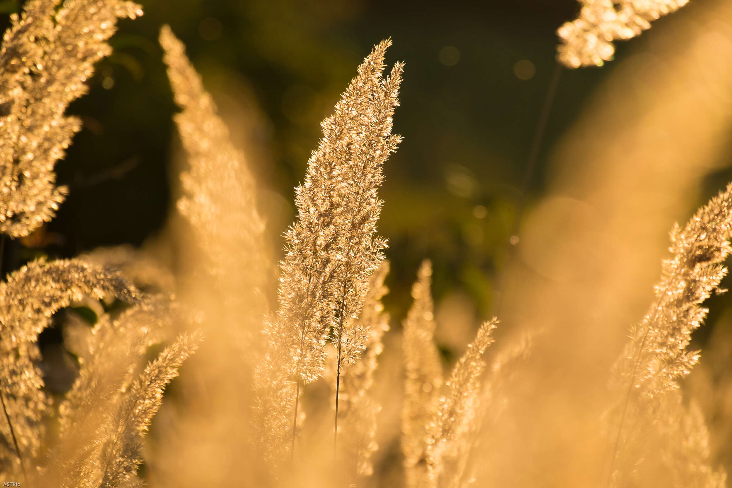 Zu sehen ist eine gelb-beige Pflanze im Sommer.