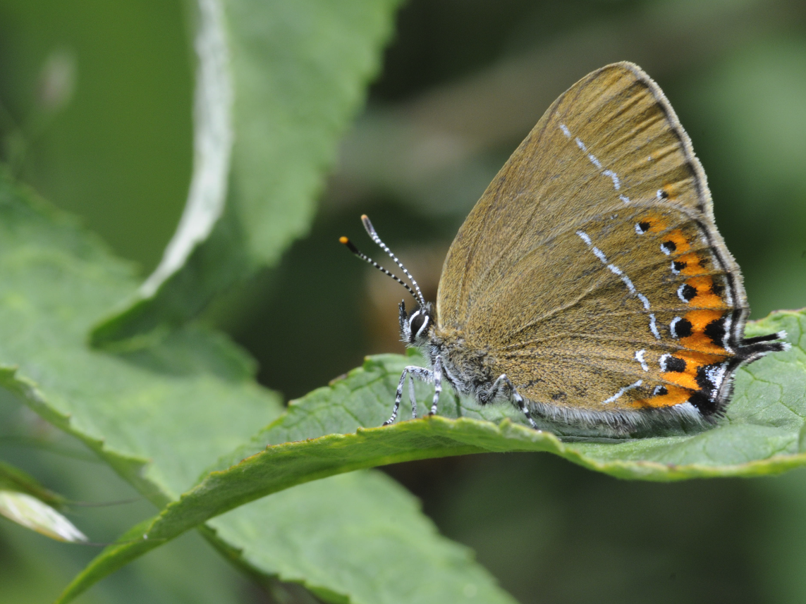 Förderung seltener Arten