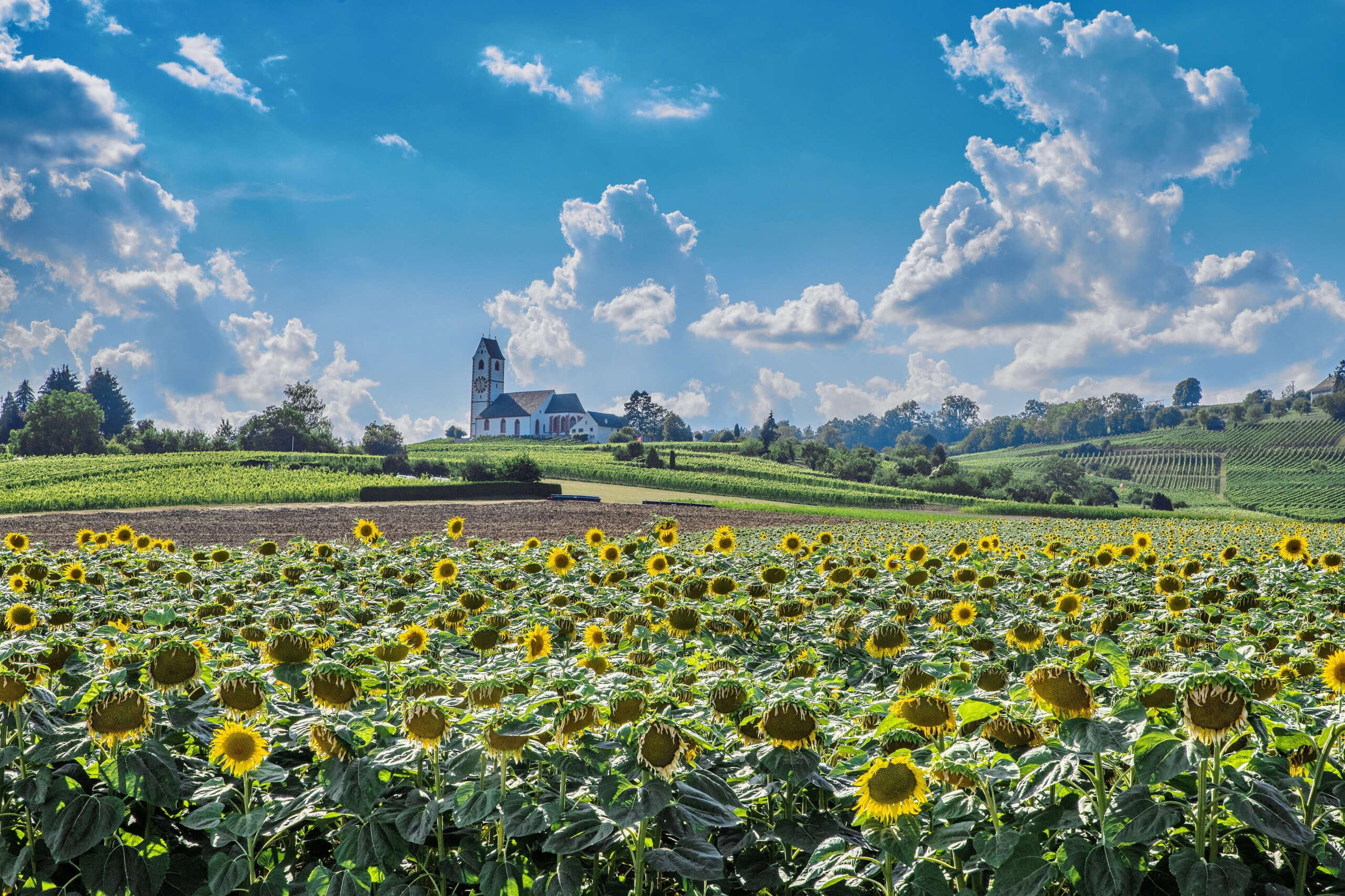 Aus einem Sonnenblumenfeld heraus wurde die hallauer Bergkirche fotografiert.
