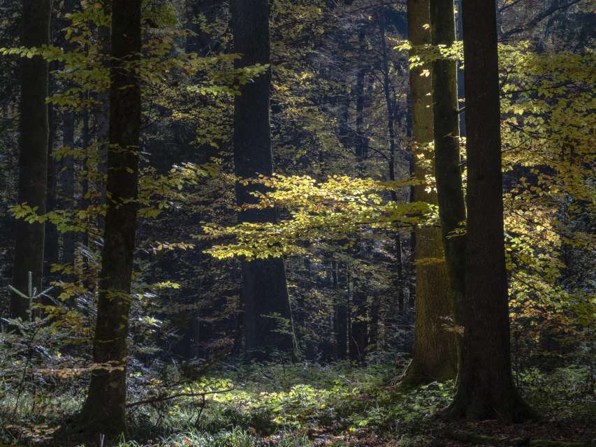 Natur-Fotoexkursionen