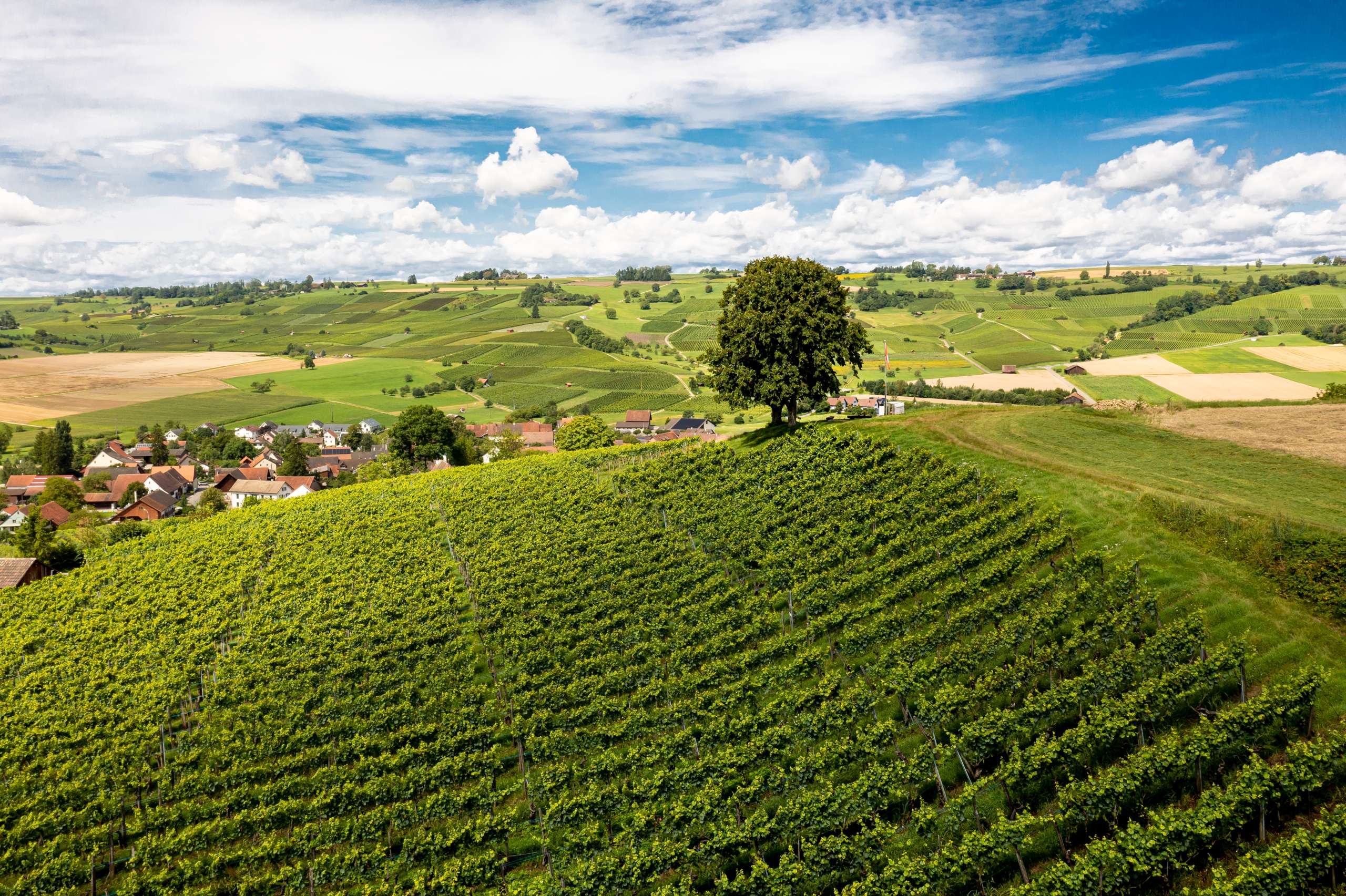 Ein Foto mit Blick auf den Gälenfritz in Oberhallau am Rebberg.