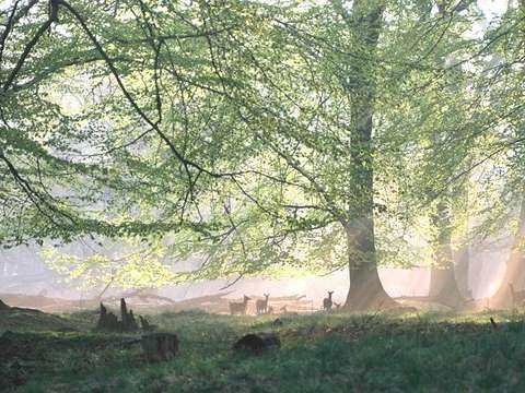 Das grüne Wunder - Unser Wald