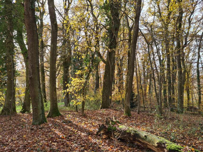 Shinrin-Yoku Waldbaden