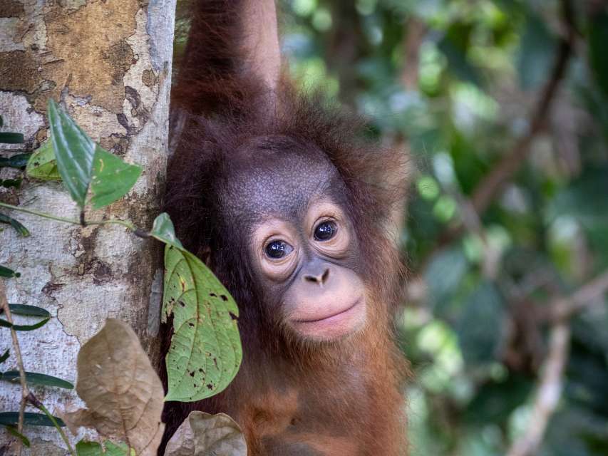 Orang-Utans - Die unbekannten Menschenaffen