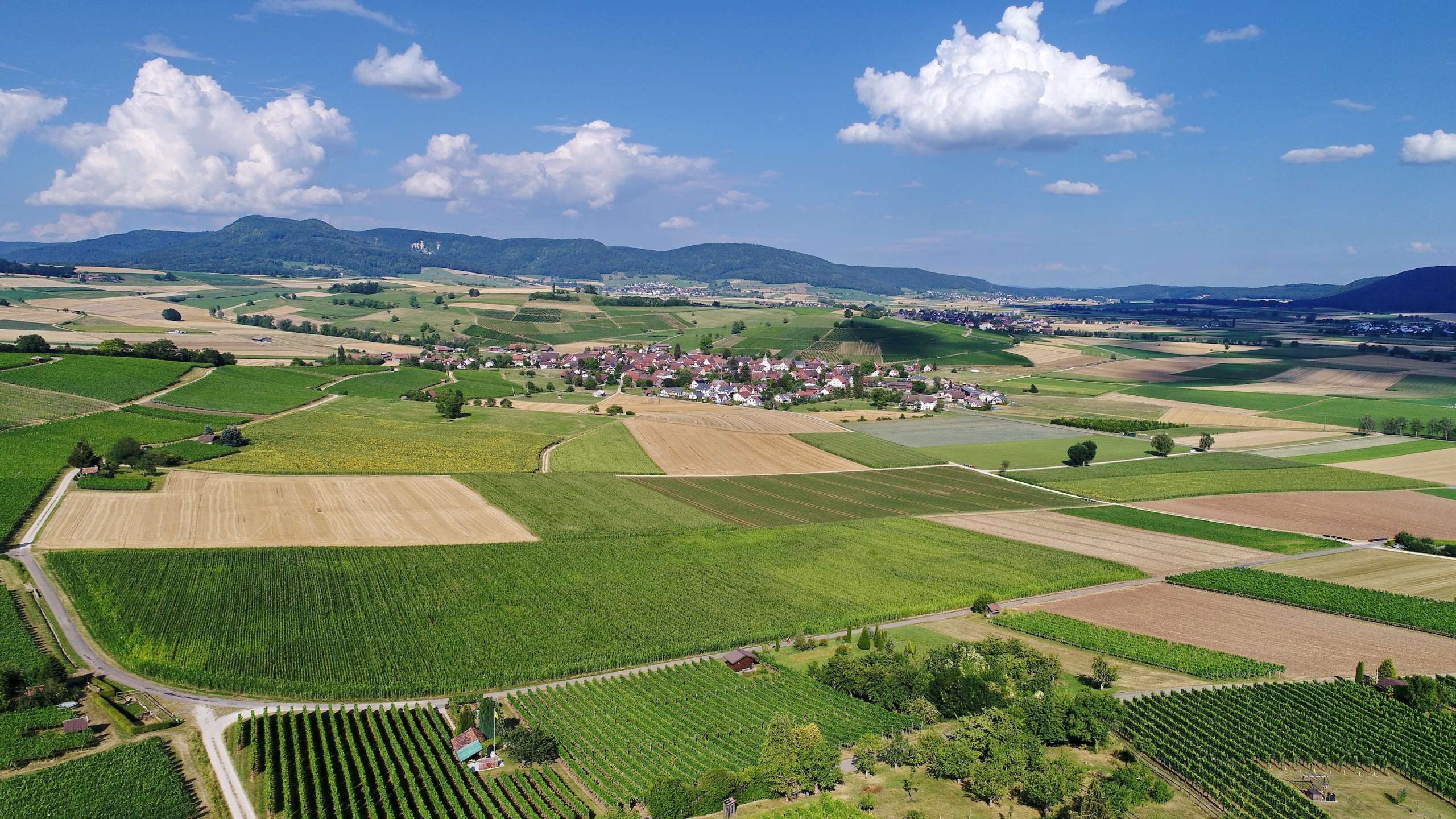 Das Foto aus dem Sommer zeigt grüne Felder in Schaffhausen.