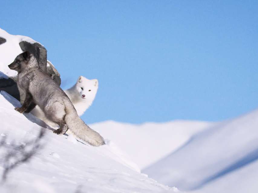 Die Abenteuer von Kina & Yuk - Zwei Polarfüchse entdecken die Welt