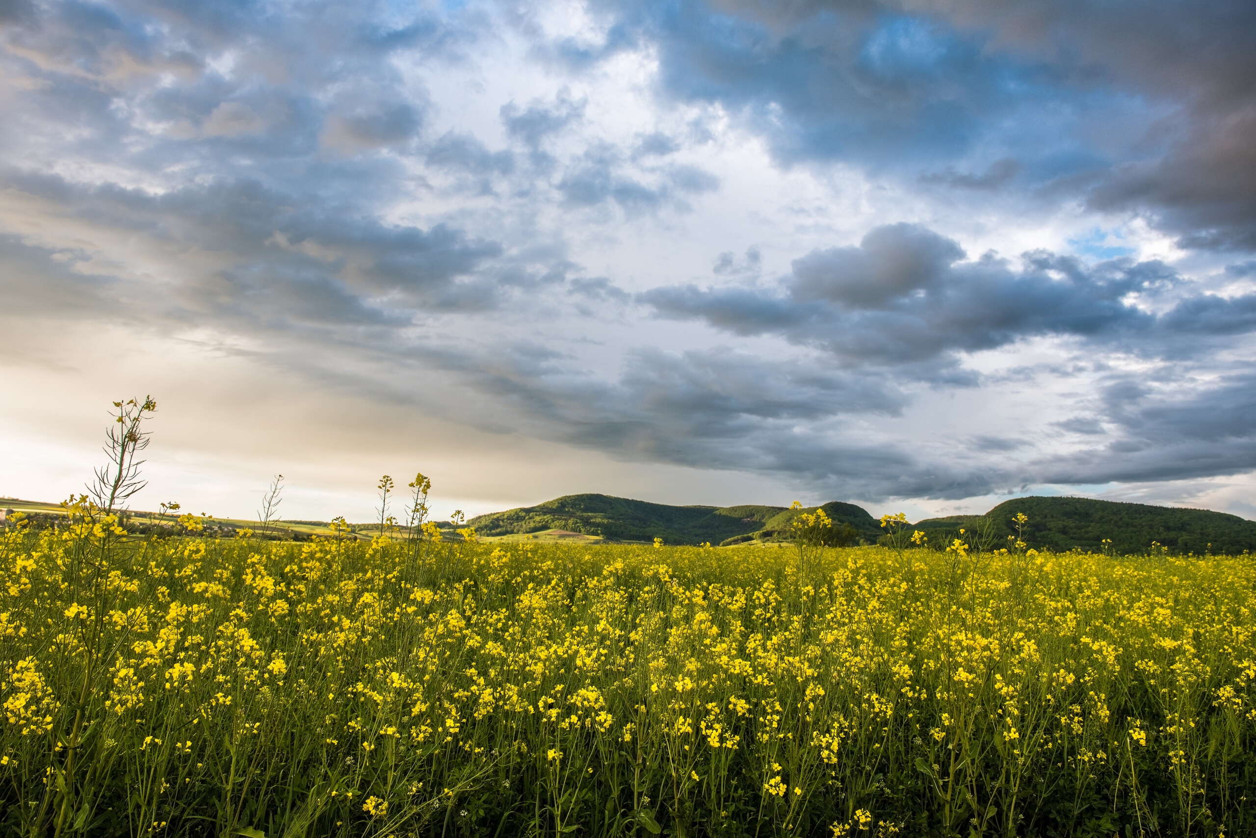 Auf dem Bild ist Raps mit gelben Blüten an einem wolkigen Maitag zu erkennen.