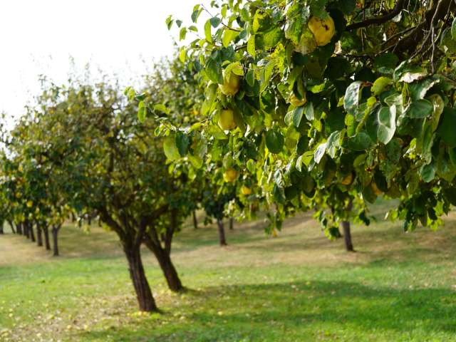 Obstgartenförderung