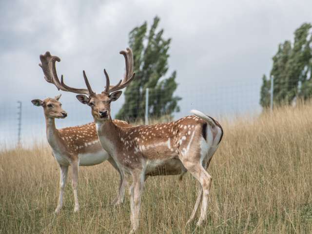 Reiat Hirsch