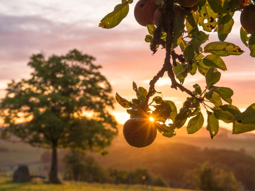 Obstgartenförderung