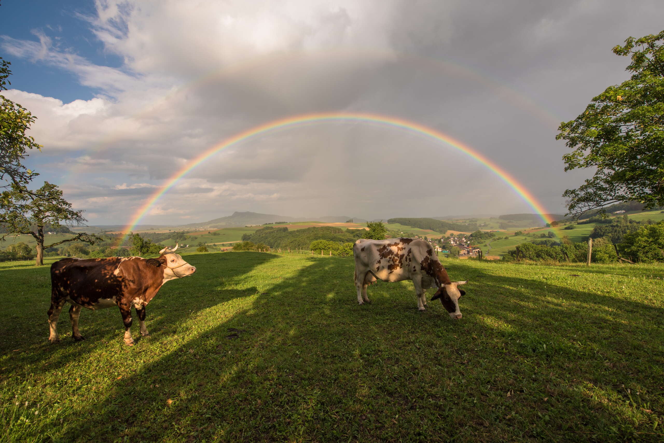 Man sieht zwei Kühe weiden, während im Hintergrund ein Regenbogen am Himmel über dem Schaffhauserland steht.