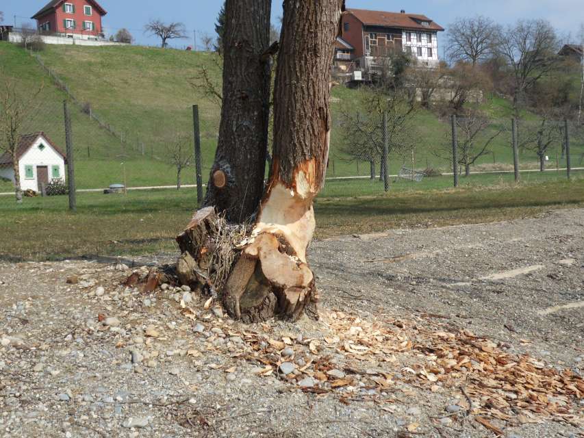 Baumeister und Landschaftsgestalter