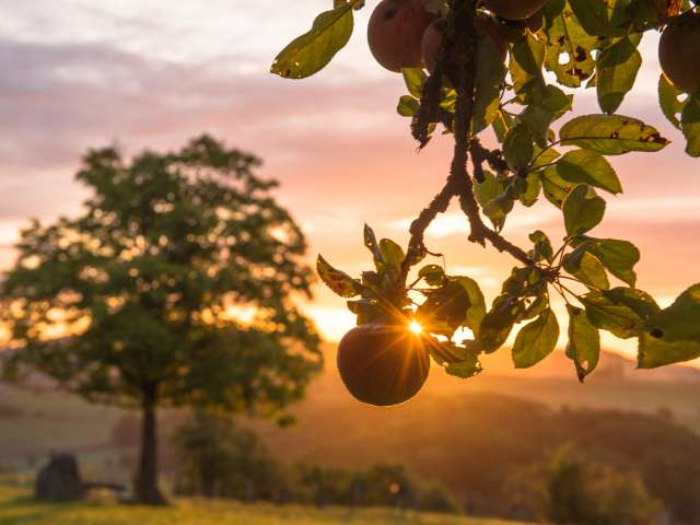 Obstgartenförderung