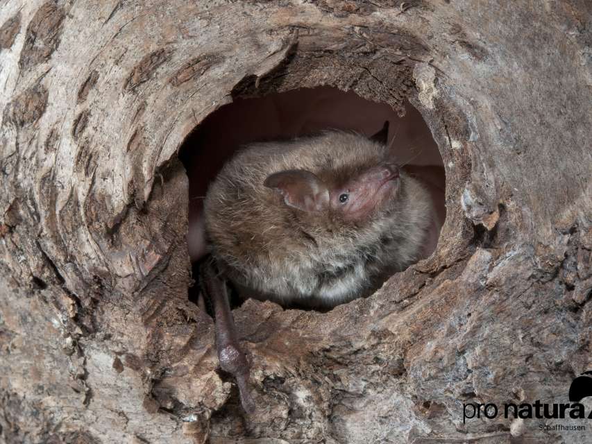 Meister der Echo-Orientierung