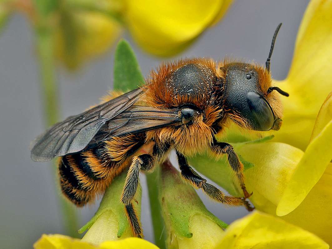 Wildbienenförderung