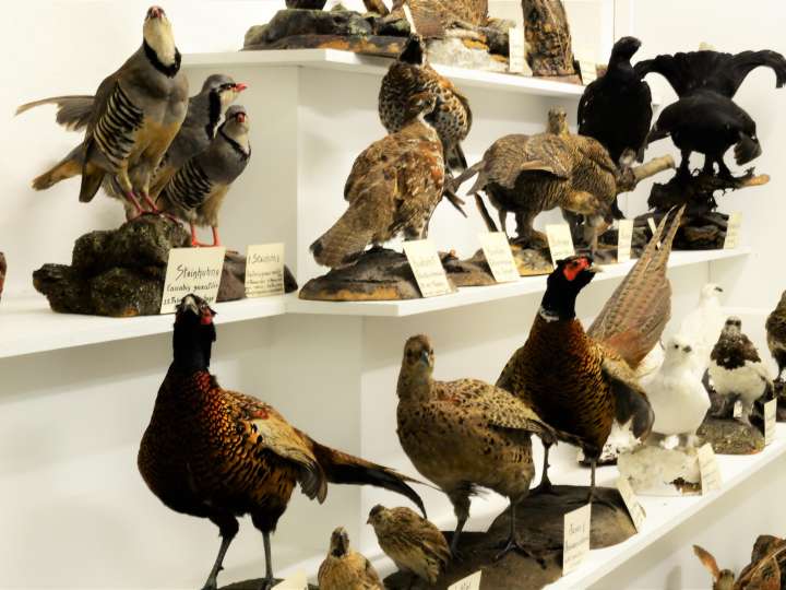Museum Stemmler