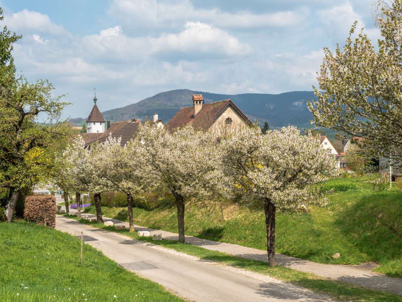 Natur im Siedlungsraum / Wildbienen