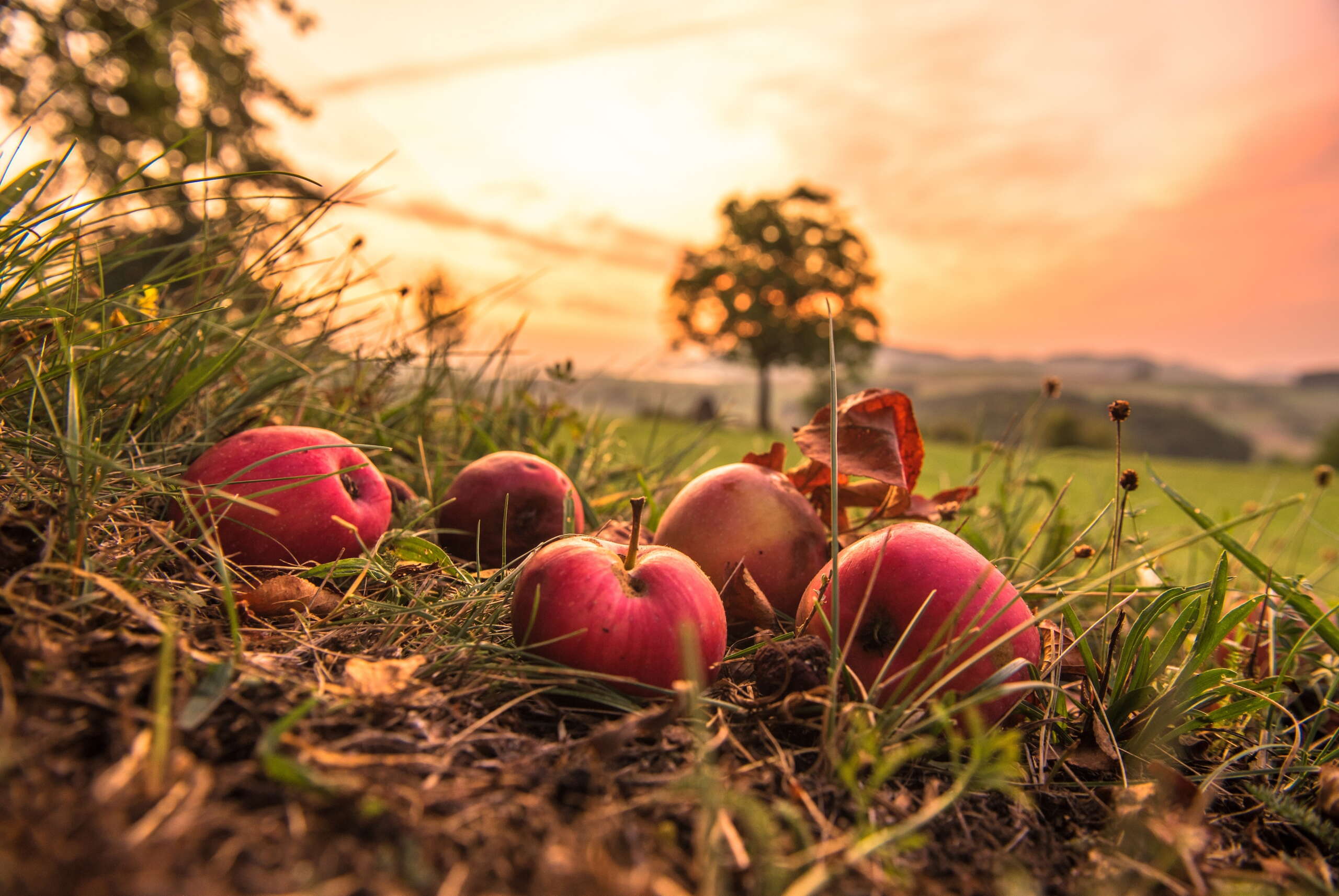 Zu sehen sind leuchtend rote Äpfel, sie Ligen im Gras und der Sonnenuntergang wirft goldenes Licht auf die Äpfel.