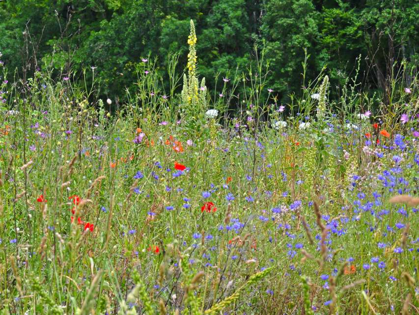 Gartenberatung
