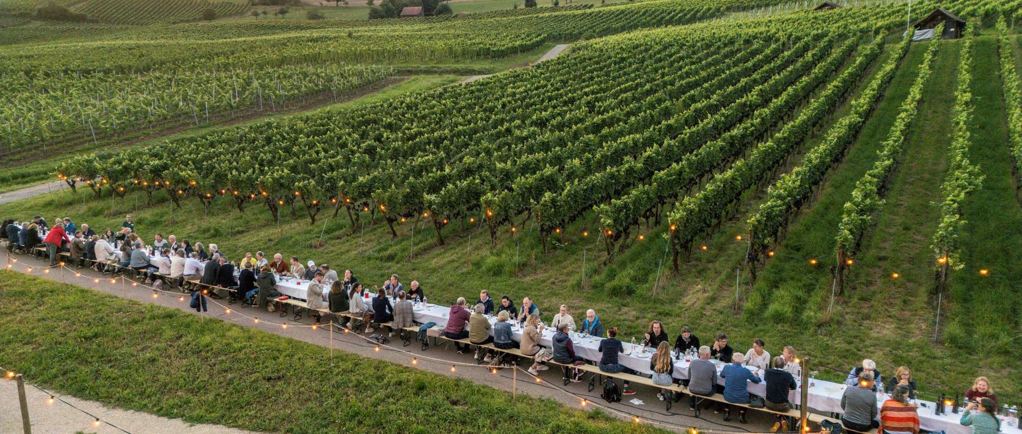 Im Rebberg steht eine lange Tafel an der Personen sitzen. Lichterketten leuchten in den Reben.