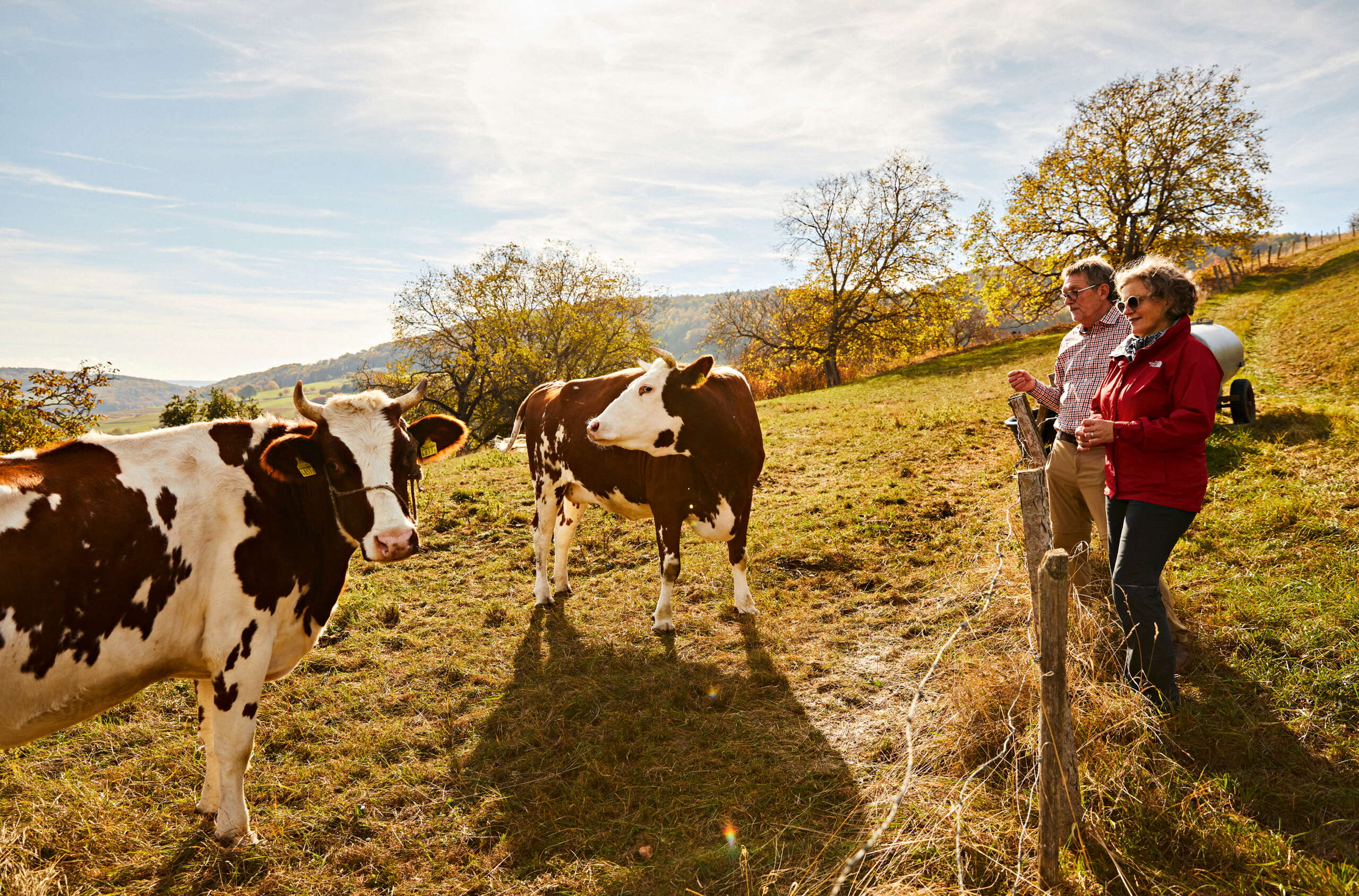 Zwei Wanderer treffen auf Kühe, auf ihrem Weg durch Opfertshofen.