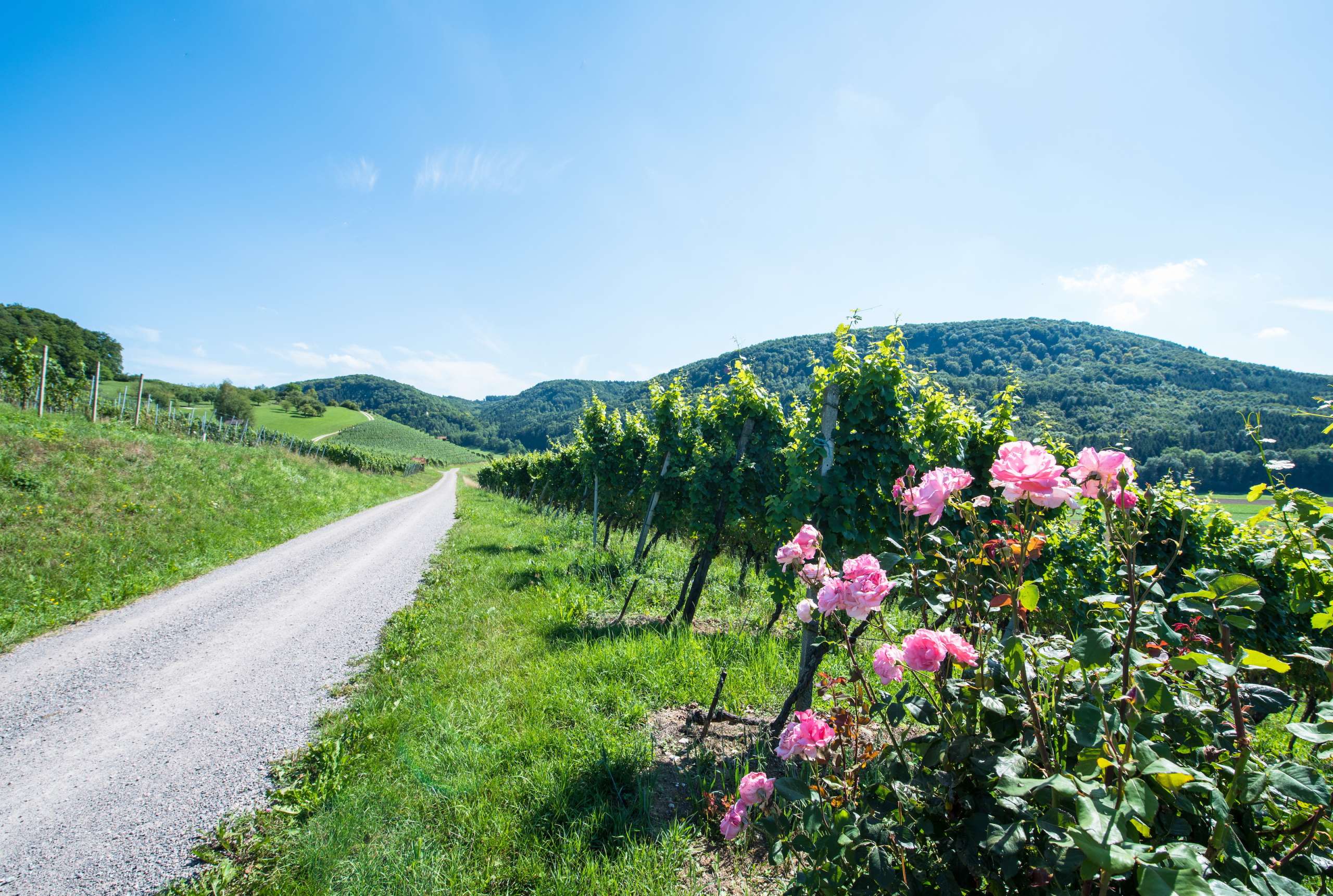 Im Rebberg in Osterfingen blühen rosarote Rosen an einem sonnigen Tag mit blauen Himmel.
