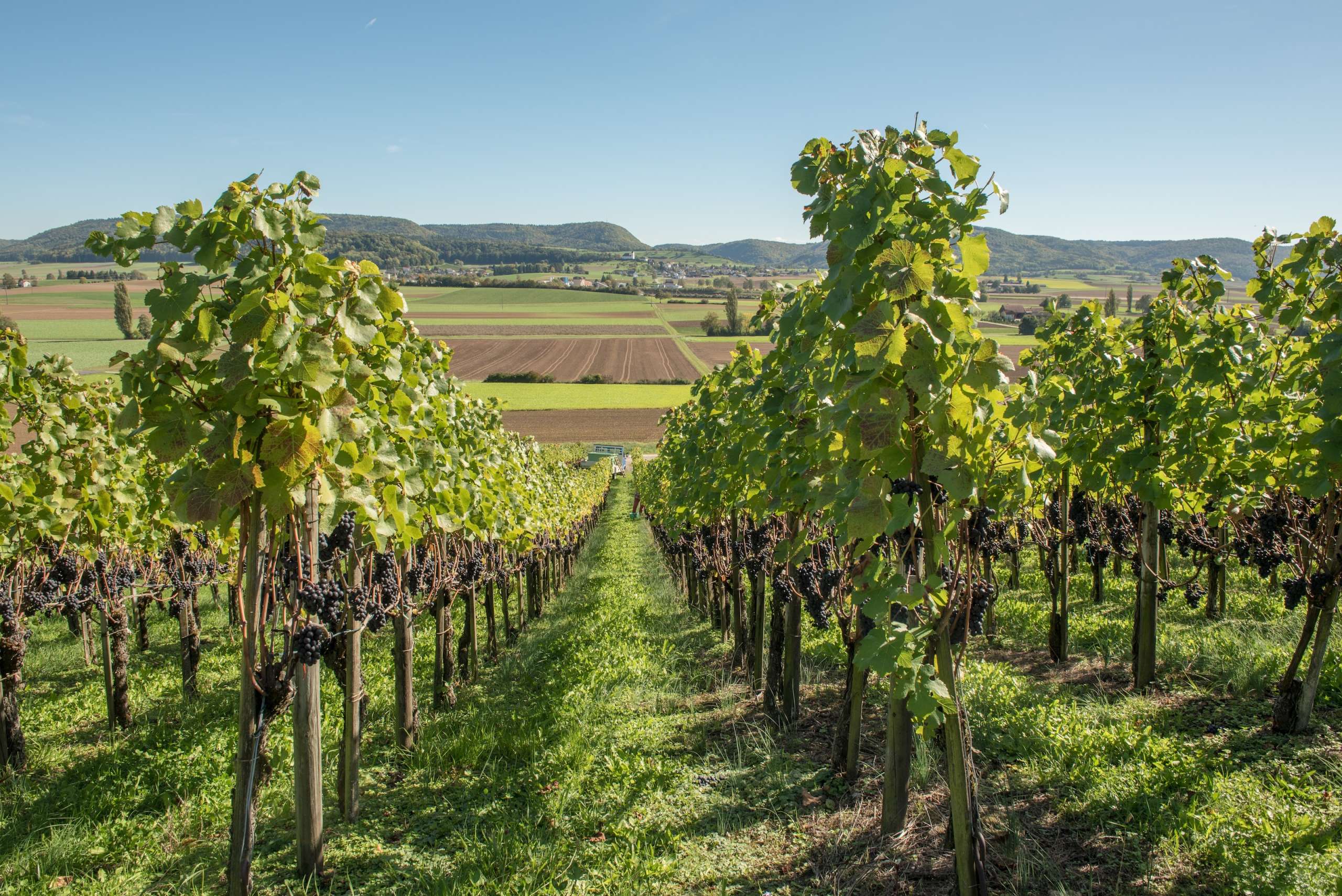 Man sieht einen von oben herab fotografierten Rebhang in Wilchingen.